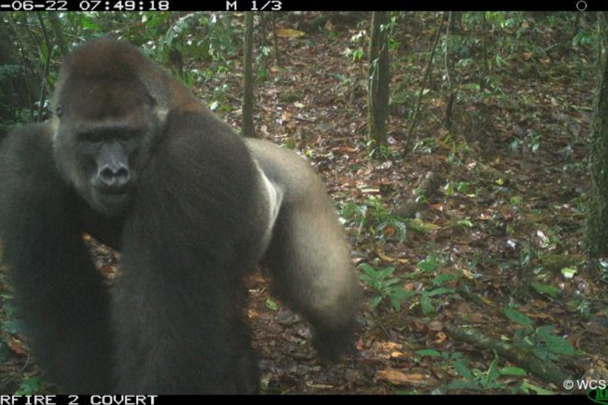 AFRIQUE 2050 :  La société secrète des gorilles repérée au Nigéria