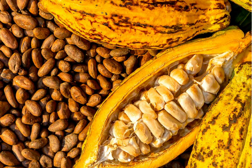 MITSIO, chocolats fabriqués avec le cacao de Madagascar