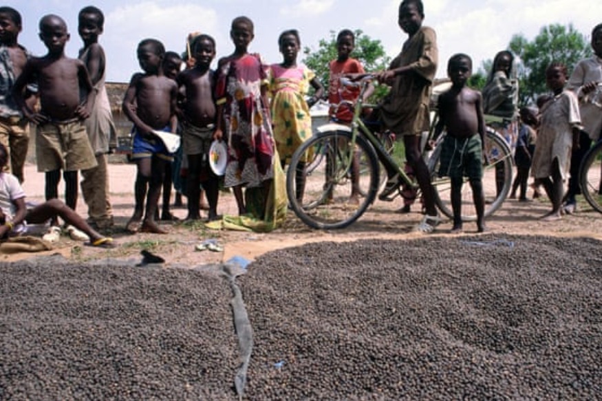 AFRIQUE2050 : La main-d'œuvre dans les plus grandes industries du cacao d'Afrique est encore des enfants