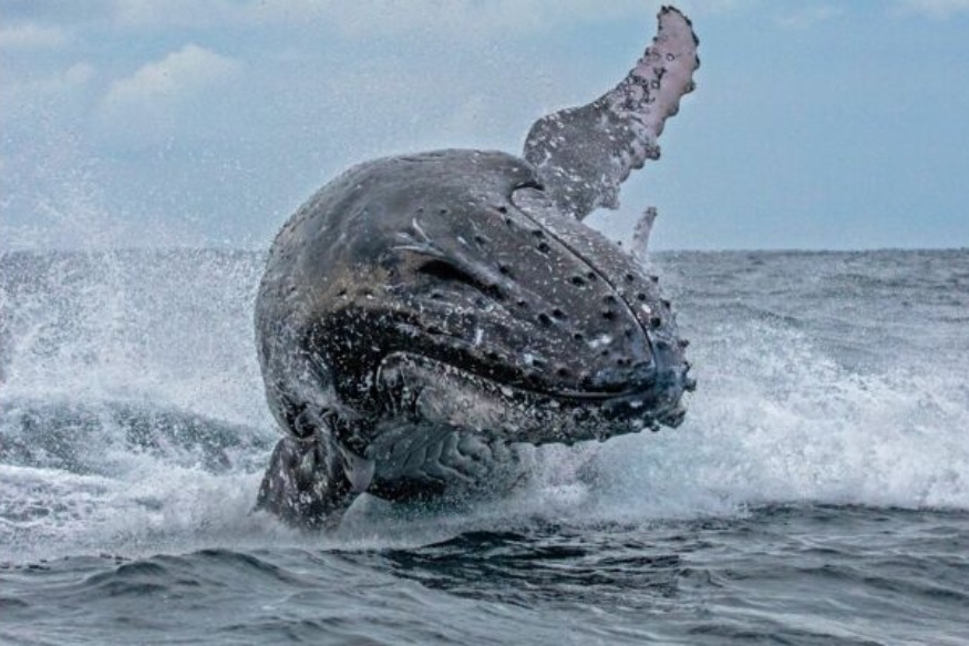 INSOLITE :  Deux kayakistes se font avaler par une baleine