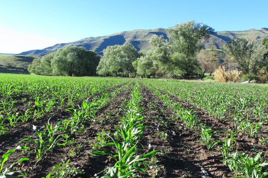 AFRIQUE2050 : Les gouvernements africains devraient avoir un regard neuf sur l'agriculture