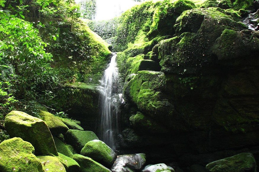 AFRIQUE2050 : Le parc national de l'Ivindo au Gabon est un temple de la biodiversité