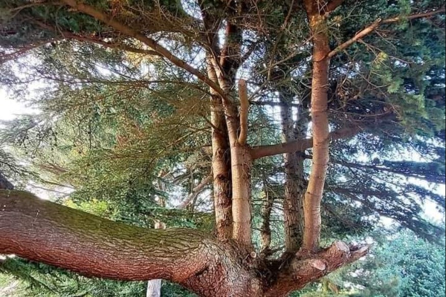 EDITORIAL PAR Félicité VINCENT : Un étranger avec de grands yeux, ne peut pas connaître les chemins secrets de la communauté