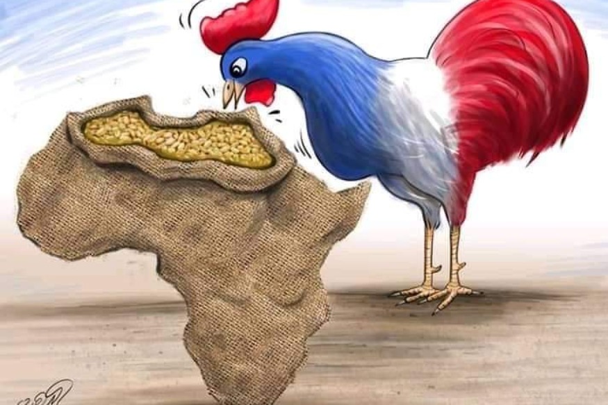 AFRIQUE2050 : GRENIER DU COCORICO AVEC LES NOUVEAUX POUSSINS DE LA BASSE-COUR QU'ON APPELLE NOUVELLE GENERATION