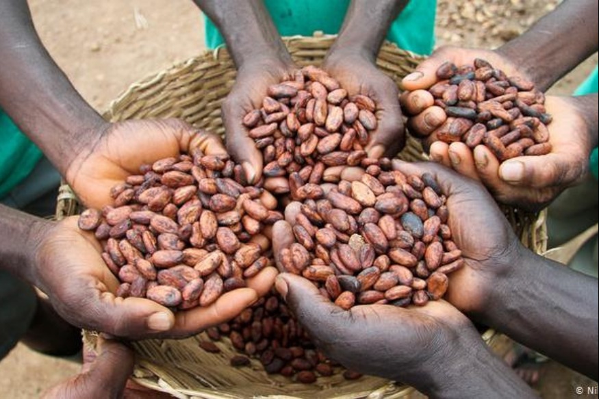 AFRIQUE2050 ECONOMIE : La pauvreté reste un problème non résolu pour les ménages ouest-africains qui vivent des revenus du cacao