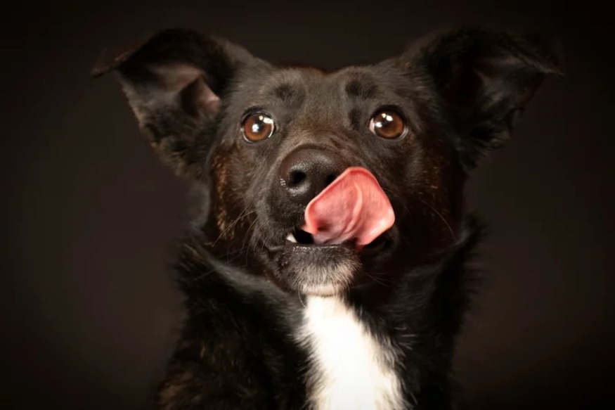 ACTUALITE/REFUGE POUR ANIMAUX : Un photographe aide les chats et les chiens noirs dans leur lutte contre le racisme pour se faire adopter.