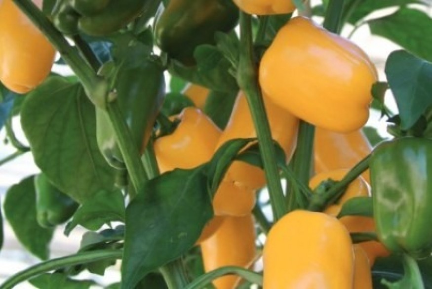 Nutrition & Bien-être : Quels  sont les 5 principaux avantages du poivron pour notre a santé