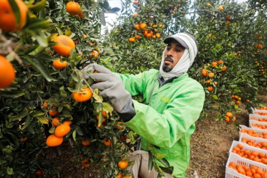 EGYPTE : Le battage médiatique entourant le sommet sur le climat COP27 attire davantage d'investisseurs en Égypte