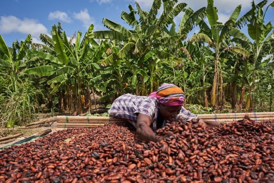 Affaires et économie : Créer un marché commun pour les producteurs de cacao d'Afrique
