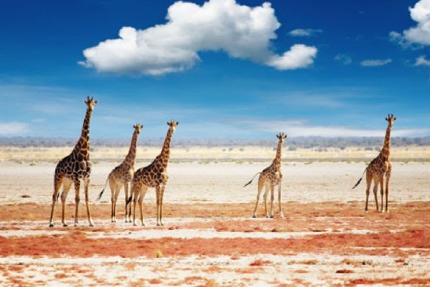 La Namibie, dominée par le désert, est un endroit assez aride à cette période de l'année