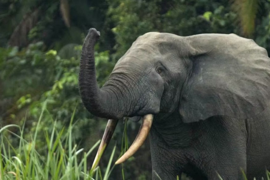 Il est impératif d'agir rapidement pour préserver les éléphants en danger du Nigeria.