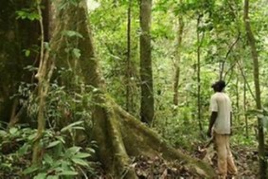 Gabon : Pourquoi l’État a repris le contrôle de la Société Nationale des Bois ?