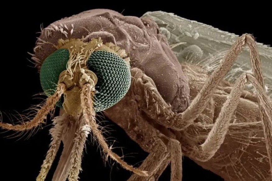 AFRIQUE : Un médicament révolutionnaire transforme le sang humain en anti-moustique